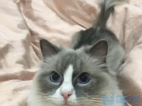 布偶猫后背剃毛后变黑？