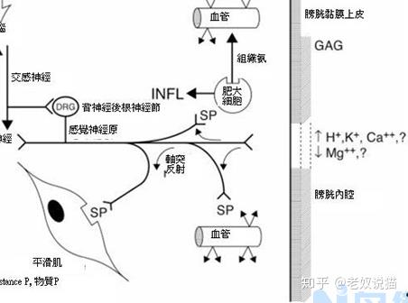 猫非阻塞性下泌尿道疾病？