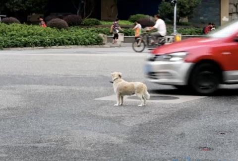 狗被车撞了尿血会死吗？