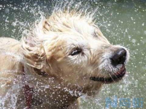 狗淋雨感冒发烧怎么办？