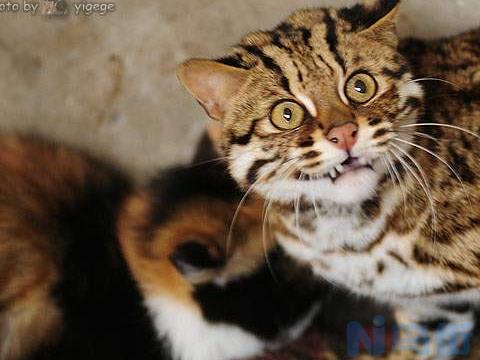 石虎猫属国家几级保护？