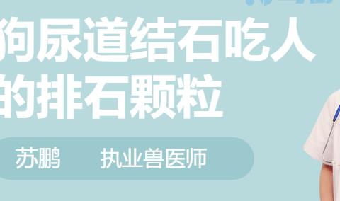 狗做完尿道结石手术后能吃鸡蛋么？