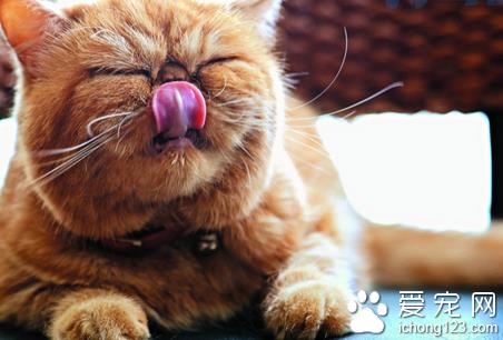 猫腹膜炎症的可靠体征？