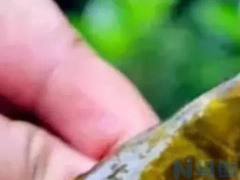 野钓鲤鱼最好小药是什么