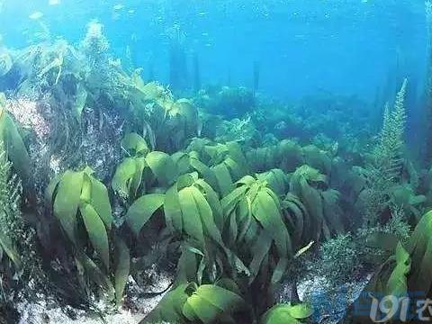 海带生长在深海里吗