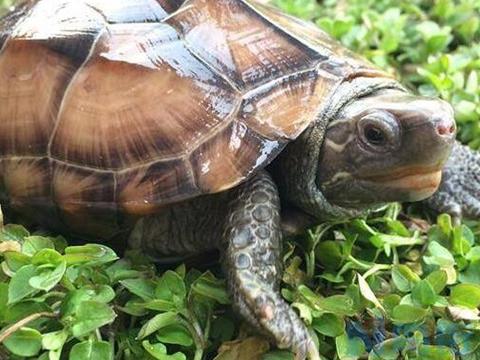 草龟喂猪肉好不好