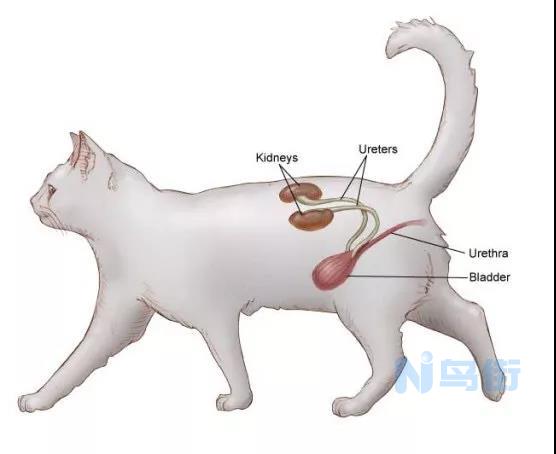 猫尿道结石和尿路感染区别？