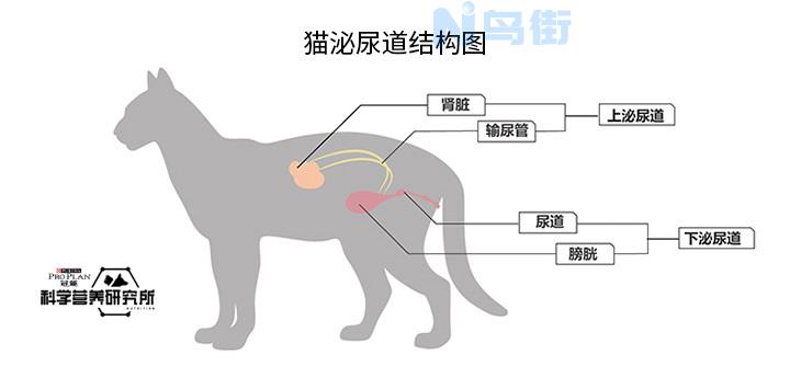 猫尿道感染打完针后痒？