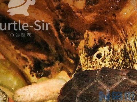 麝香蛋龟的喂食方法