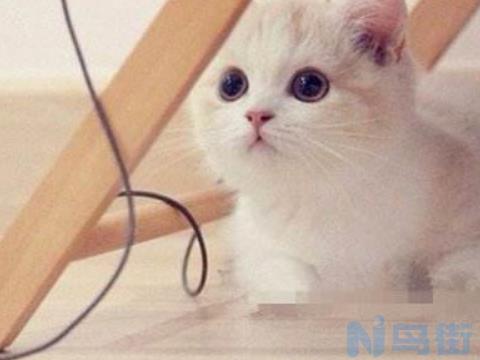 小猫打喷嚏流鼻涕发黄？