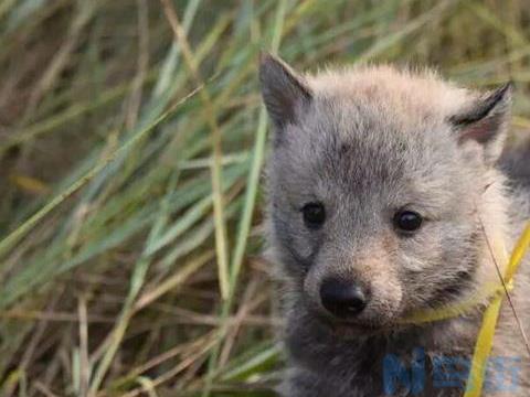 国内可以养捷克狼犬吗？