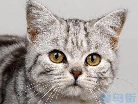 猫猫吃化毛膏为什么流眼泪？