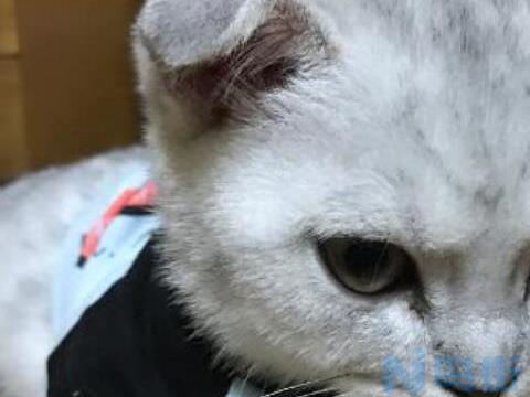 猫吃完饭打嗝怎么回事？