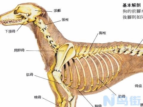 狗前腿环节软怎么办？