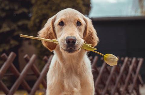 博美犬几个月停止生长？