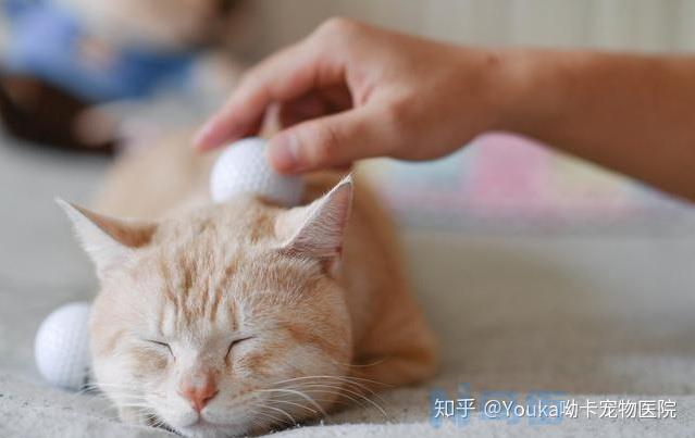 猫和狗疾病互相传染吗？