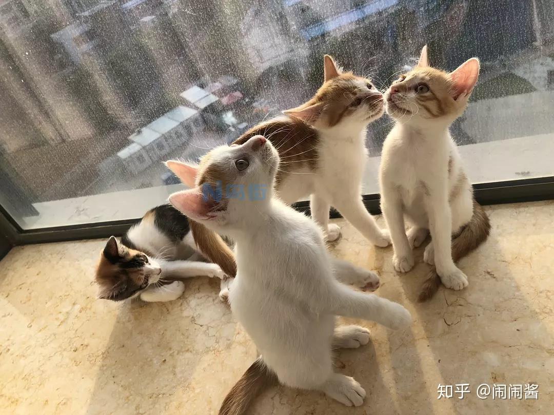 小奶猫肚子鼓鼓的硬硬的？