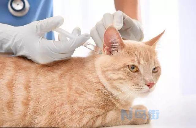 猫咪打完疫苗眼睛肿了？