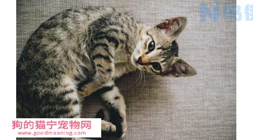 头胎小猫存活率？