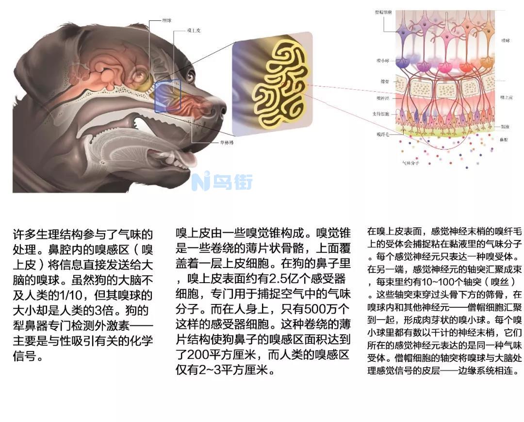 狗鼻腔肿瘤能活多久？