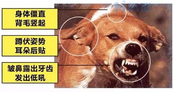 狗得了伪狂犬病紧急接种疫苗？