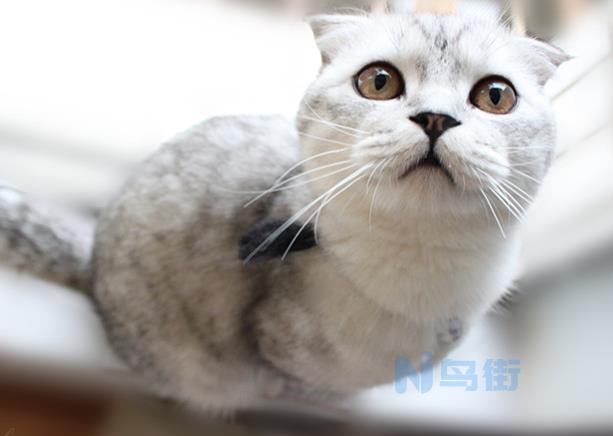 折耳猫尿道感染怎么治？