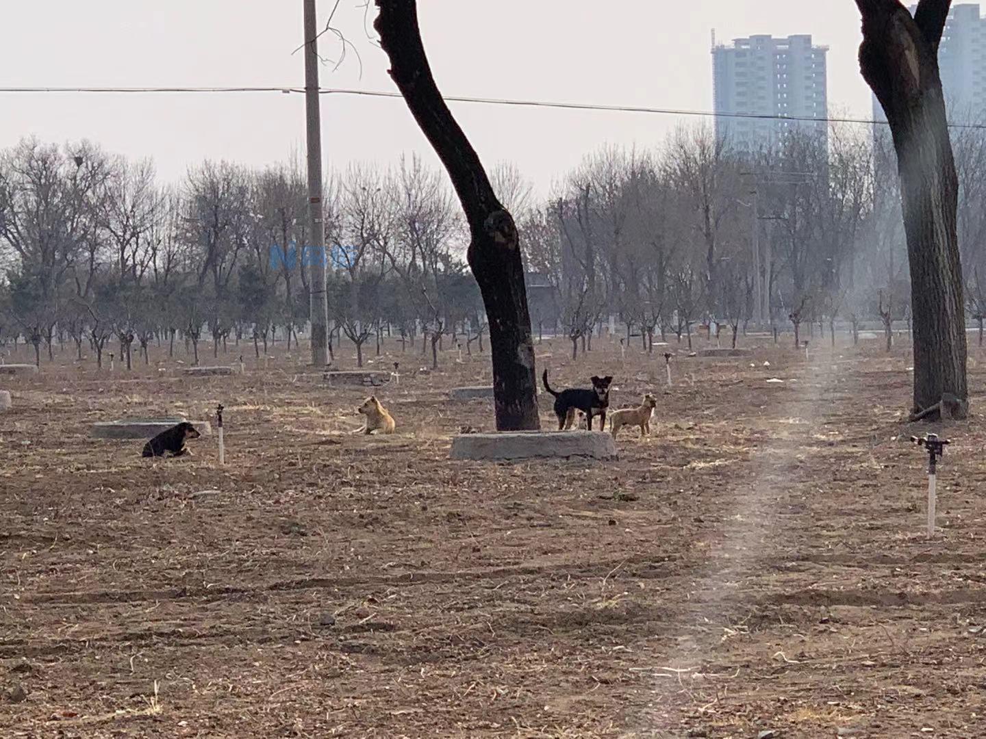 狗被野狗配了怎么处理？