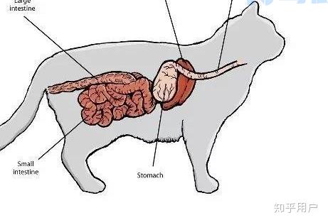 猫咪肠梗阻怎么让他排便？