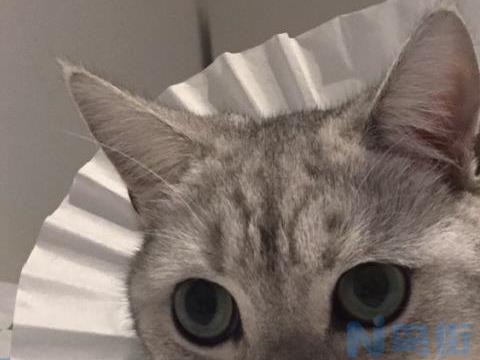 猫咪生育后多久可以绝育？