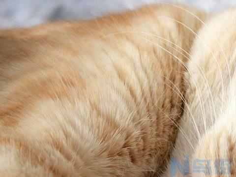 猫绝育后精神差一直睡？