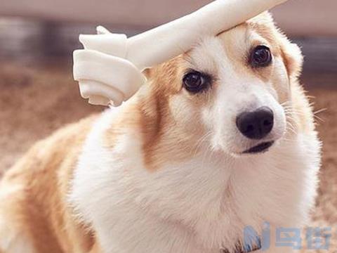 比熊犬跟柯基后代是啥样？