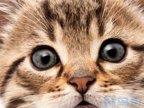 猫咪健康的肛门是什么样子的？