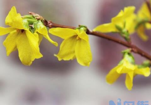 连翘什么时候开花，连翘的花期管理/花期3-4月/补肥？