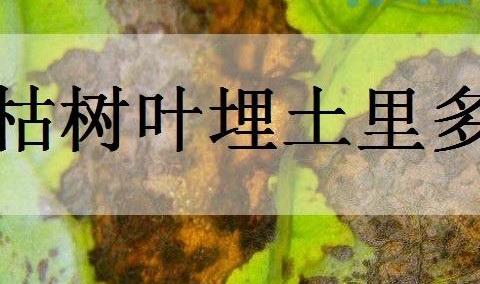 枯树叶埋土里多久腐熟？