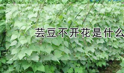 芸豆不开花是什么原因？