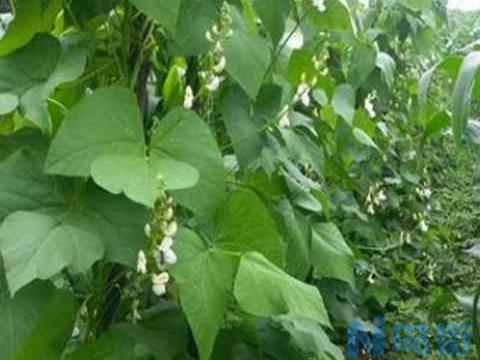 芸豆种植最佳时间和方法及注意事项 什么季节播种好？