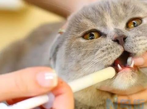 猫咪吃吡喹酮片驱虫好吗？