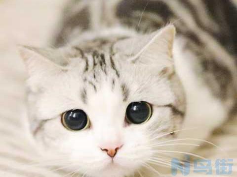 小猫老是冲上来咬大猫？