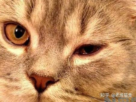 猫咪眼睛被打充血浑浊？