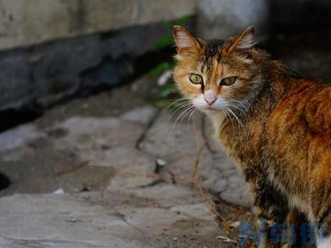 流浪猫带回家不吃不喝怎么办？