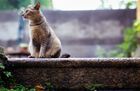 猫眼睛下面肿了个大包？