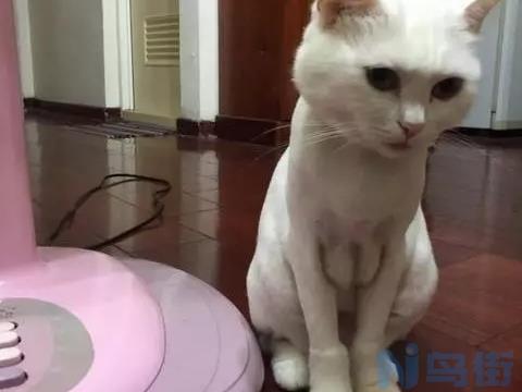 给猫咪剪毛剪到肉了怎么办？