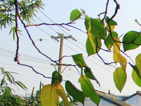 冬天花鲢在什么水位