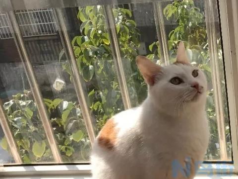 领养一岁的蓝猫会不会养不熟？