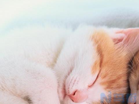 猫睡觉耳朵热鼻子干热？