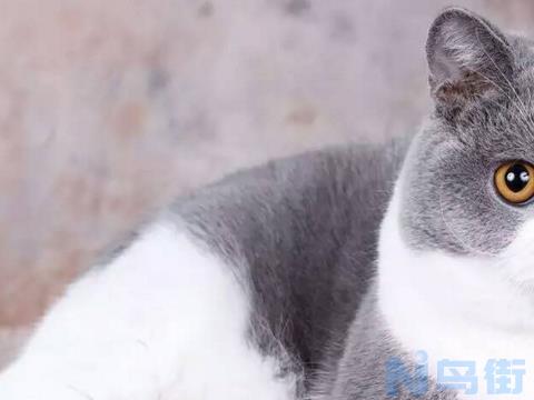 英短蓝猫早期怎么判断怀孕？