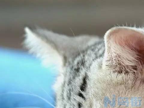 猫咪做了绝育还乱尿怎么办？