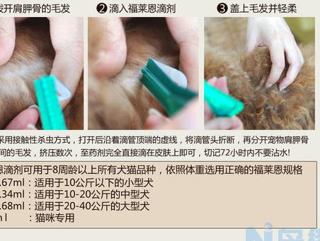 猫不小心舔了蟑螂药怎么办？