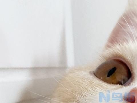 小奶猫多少天睁眼？