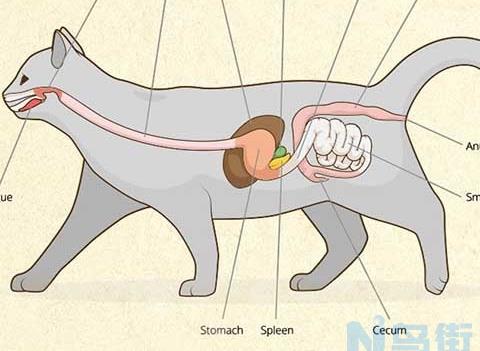 猫吐了黄黄粘稠液体和猫粮？